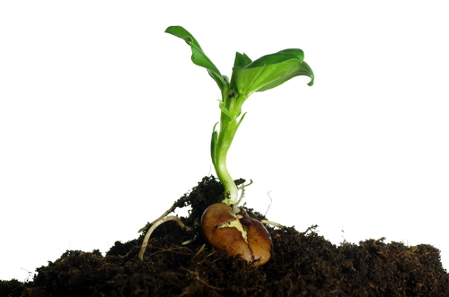 sprouting bean plant